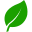 hoja